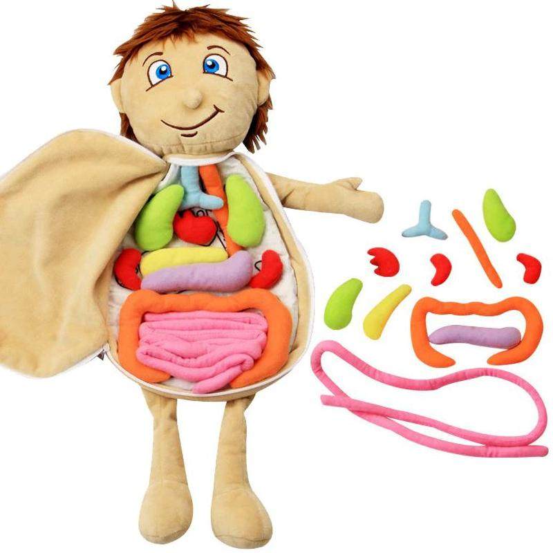 Human Anatomy Doll