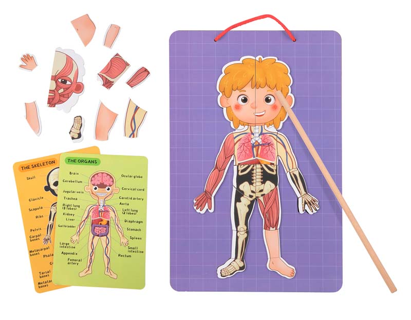 Magnetic Anatomy Chart Puzzle