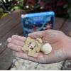 Ancient Shark Fossil Excavation Kit Detail-3
