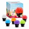 Crystal Cactus Mini Kit Set of Six