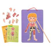 Magnetic Anatomy Chart Puzzle