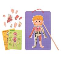 Magnetic Anatomy Chart Puzzle